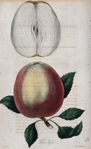 view A wine apple (Malus pumila cv.): entire and sectioned fruit. Coloured etching with aquatint by J. & J. Parkin, c. 1836, after C. Harrison.