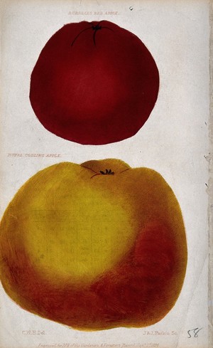 view Two cultivars of apple (Malus pumila): a Bùrrell's Red' and Ròyal Codling'. Coloured engraving by J. & J. Parkin, 1834, after C. Harrison.