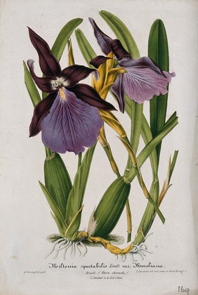 A tropical orchid (Miltonia spectabilis var. Moreliana): flowering plant. Chromolithograph by L. Stroobant, c. 1863, after himself.