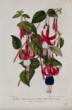 Three cultivars of fuchsia (Fuchsia species): flowering stems. Chromolithograph by L. Stroobant, c. 1860, after himself.