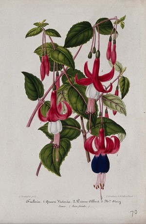 view Three cultivars of fuchsia (Fuchsia species): flowering stems. Chromolithograph by L. Stroobant, c. 1860, after himself.