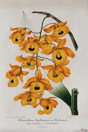 A tropical orchid (Dendrobium fimbriatum var. Oculatum): flowering stem. Chromolithograph by G. Severeyns, c. 1860, after J. Vandamme.