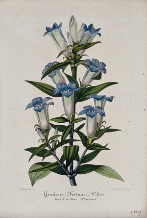view A blue gentian (Gentiana fortunei): flowering stem. Chromolithograph by G. Severeyns, c. 1860.