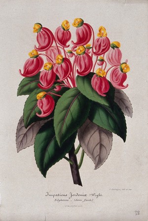 view A balsam plant (Impatiens jerdoniae): flowering stem. Chromolithograph by G. Severeyns, c. 1854.