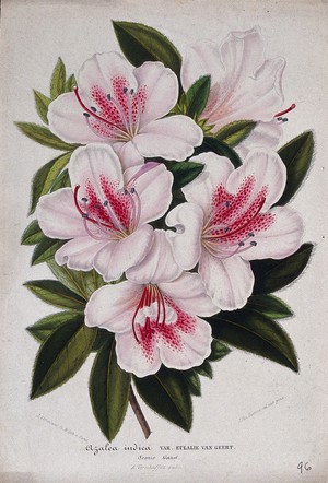 view An Indian azalea (Rhododendron cultivar): flowering stem. Chromolithograph by L. Stroobant, c. 1863, after J. Vandamme.