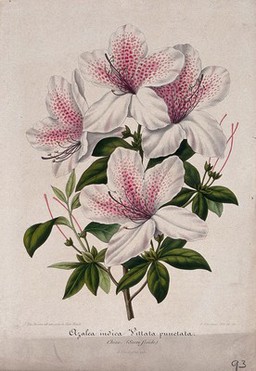 An Indian azalea (Rhododendron cultivar): flowering stem. Chromolithograph by G. Severeyns, c. 1854, after J. Vandamme.