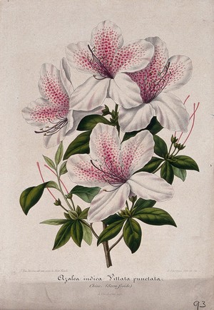 view An Indian azalea (Rhododendron cultivar): flowering stem. Chromolithograph by G. Severeyns, c. 1854, after J. Vandamme.