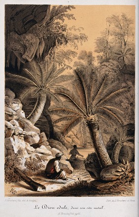 A tropical landscape with native chamal plants (Dioon edule). Chromolithograph by L. Stroobant, c. 1855, after P. Stroobant.