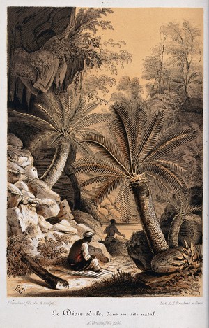 view A tropical landscape with native chamal plants (Dioon edule). Chromolithograph by L. Stroobant, c. 1855, after P. Stroobant.