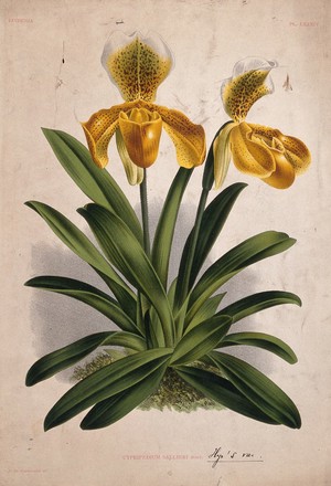 view A lady's slipper orchid (Cypripedium sallieri): flowering plant. Chromolithograph, c. 1885, after P. de Pannemaeker.