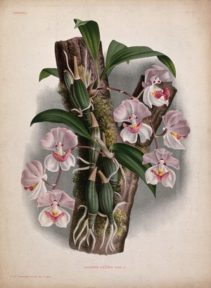 view A tropical orchid (Aganisia cyanea): flowering plant on a branch. Chromolithograph, c. 1885, after P. de Pannemaeker.