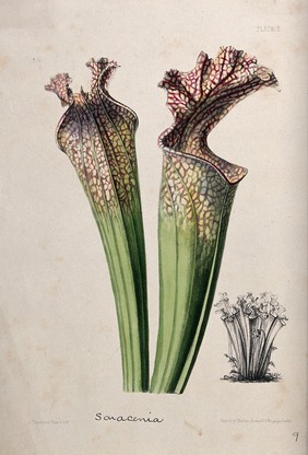 A pitcher plant (Sarracenia drummondii): two pitchers and a small depiction of an entire plant. Coloured zincograph by L. Constans, c. 1850, after himself.