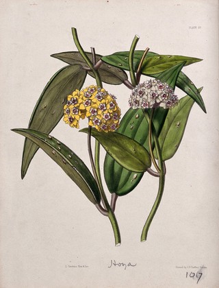 A wax plant (Hoya species): flowering stem. Coloured zincograph by L. Constans, c. 1850, after himself.