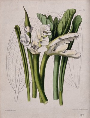 view Cape pondweed or water hawthorn (Aponogeton distachyus): flowering stems and leaves. Coloured zincograph by L. Constans, c. 1851, after himself.
