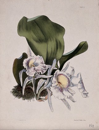 A tropical orchid (Trichopilia suavis): flowering plant. Coloured zincograph by L. Constans, c. 1850, after himself.