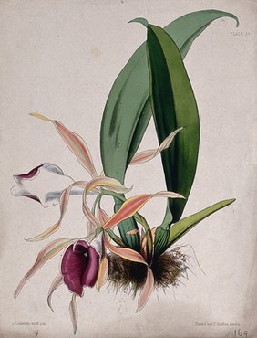 A tropical orchid (Trichopilia marginata): flowering plant. Coloured zincograph by L. Constans, c. 1851, after himself.