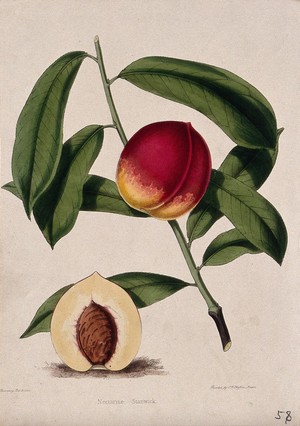 view A nectarine (Prunus persica var. nectarina): fruiting stem and section of fruit. Coloured zincograph by C. Rosenberg, c. 1850, after himself.