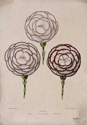 Three flowers from different cultivars of picotee (Dianthus caryophyllus) Coloured zincograph by C. Rosenberg, c. 1850, after himself.