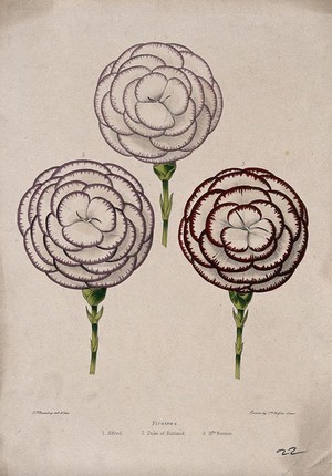 view Three flowers from different cultivars of picotee (Dianthus caryophyllus) Coloured zincograph by C. Rosenberg, c. 1850, after himself.