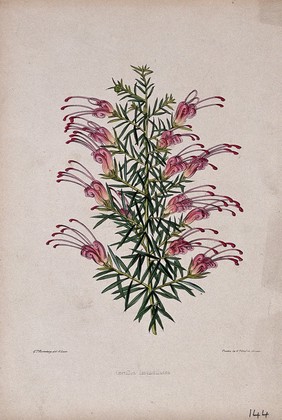A plant (Grevillea lavandulacea): flowering stem. Coloured zincograph by C. Rosenberg, c. 1850, after himself.