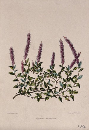 view A ground-cover plant (Polygonum vacciniifolium): flowering stem. Coloured zincograph by C. Rosenberg, c. 1850, after himself.