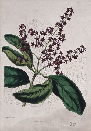 view A plant (Metrodorea nigra): flowering stem and leaves. Coloured zincograph by C. Rosenberg, c. 1850, after himself.