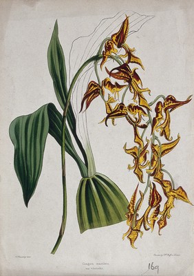 A tropical orchid (Gongora quinquenervis): flowering stem and leaves. Coloured zincograph by C. Rosenberg, c. 1850, after himself.