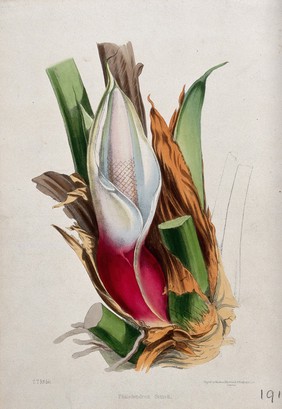 A tropical aroid (Philodendron simsii): spadix, spathe and leaf bases. Coloured lithograph, c. 1850, after C. Rosenberg.