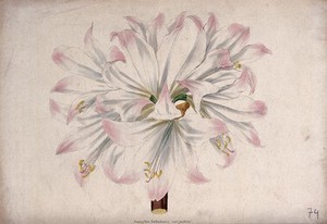 view A belladonna lily flower (Amaryllis belladonna var. pallida). Coloured transfer lithograph, c. 1836, after F. Smith.