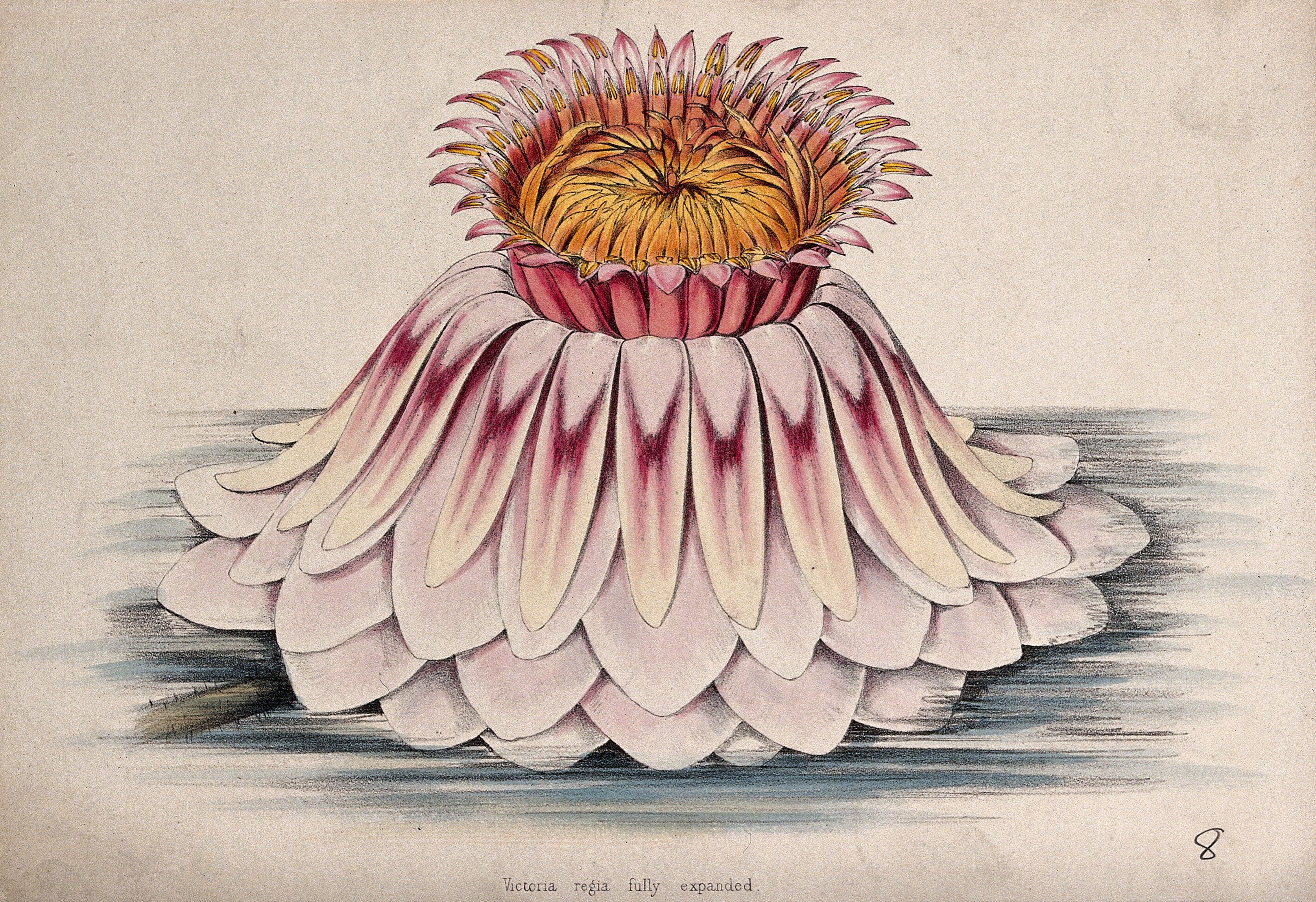 The Flower Of A Giant Water Lily Victoria Amazonica Coloured Lithograph C 1850 After C Rosenberg Wellcome Collection Water lilies grow in ponds where their leaves generally float directly on the surface of the water or slightly above it. the flower of a giant water lily