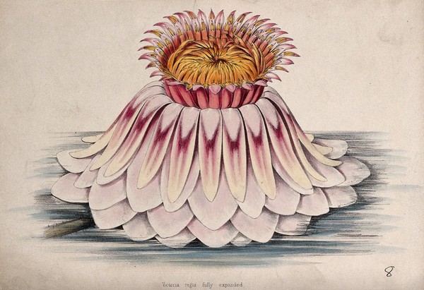 The flower of a giant water lily (Victoria amazonica) Coloured lithograph, c. 1850, after C. Rosenberg.