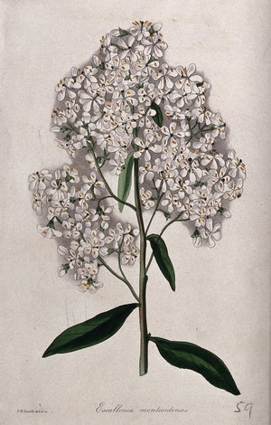 view A plant (Escallonia montevidensis): flowering stem. Coloured etching by F. Smith, c. 1834, after himself.