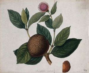 view African peach (Sarcocephalus latifolius): fruiting and flowering stem with section of fruit. Coloured steel engraving by W. Say, c. 1812, after B. Cotton.