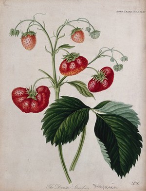 view The Downton strawberry plant (Fragaria cv.): fruiting stem and leaf. Colour and coloured etching, c. 1820.