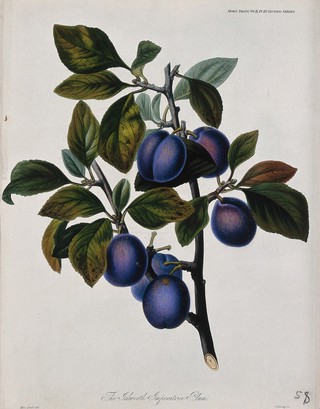 The Ickworth Imperatrice plum (Prunus domestica cv.): fruiting branch. Coloured etching by G. Barclay, c. 1842, after S. Drake.