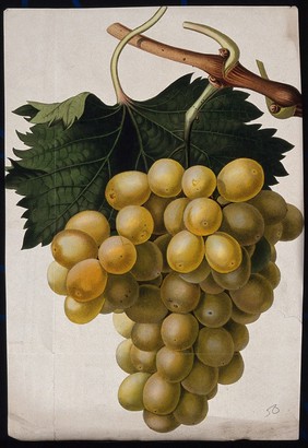 The Common Hall Muscat grape (Vitis vinifera cv.): fruiting branch. Coloured etching, c. 1825, after Mrs. Withers.