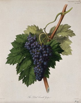 The Black Corinth grape (Vitis vinifera cv.): fruiting branch. Coloured etching by W. Clark, c. 1835, after W. Hooker.