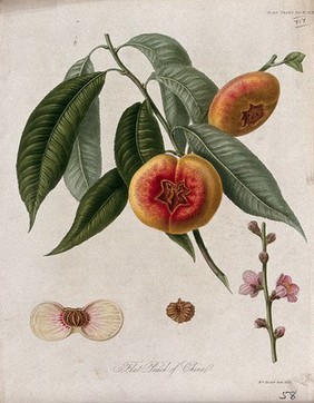 The flat peach of China (Prunus persica cv.): fruiting branch, flowers and cut fruit. Coloured etching by W. Hooker, c. 1820.