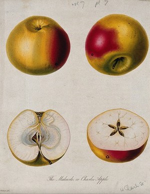 view The Malcarle apple (Malus pumila cv.): two entire and two sectioned fruit. Coloured etching by W. Clark, c. 1830, after Mrs. Withers.