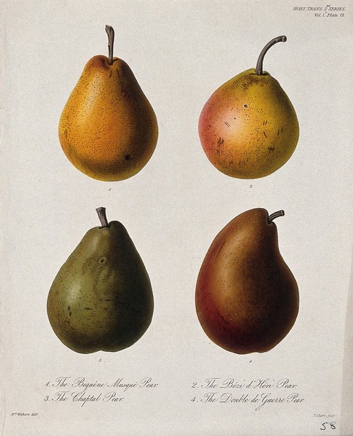 Four cultivars of pear (Pyrus communis cv.): entire fruits. Coloured etching by W. Clark, c. 1835, after Mrs. Withers.