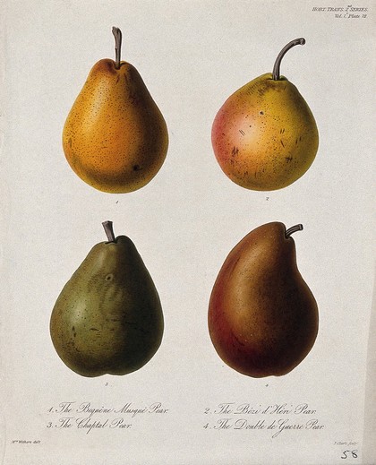 Four cultivars of pear (Pyrus communis cv.): entire fruits. Coloured etching by W. Clark, c. 1835, after Mrs. Withers.