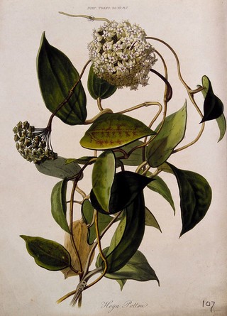 A wax flower (Hoya pottsii): flowering and fruiting stem. Coloured etching, c. 1830, after Mrs. Withers.