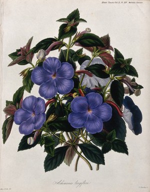 view A plant (Achimenes longiflora): flowering stems. Coloured etching by G. Barclay, c. 1842, after Miss Drake.