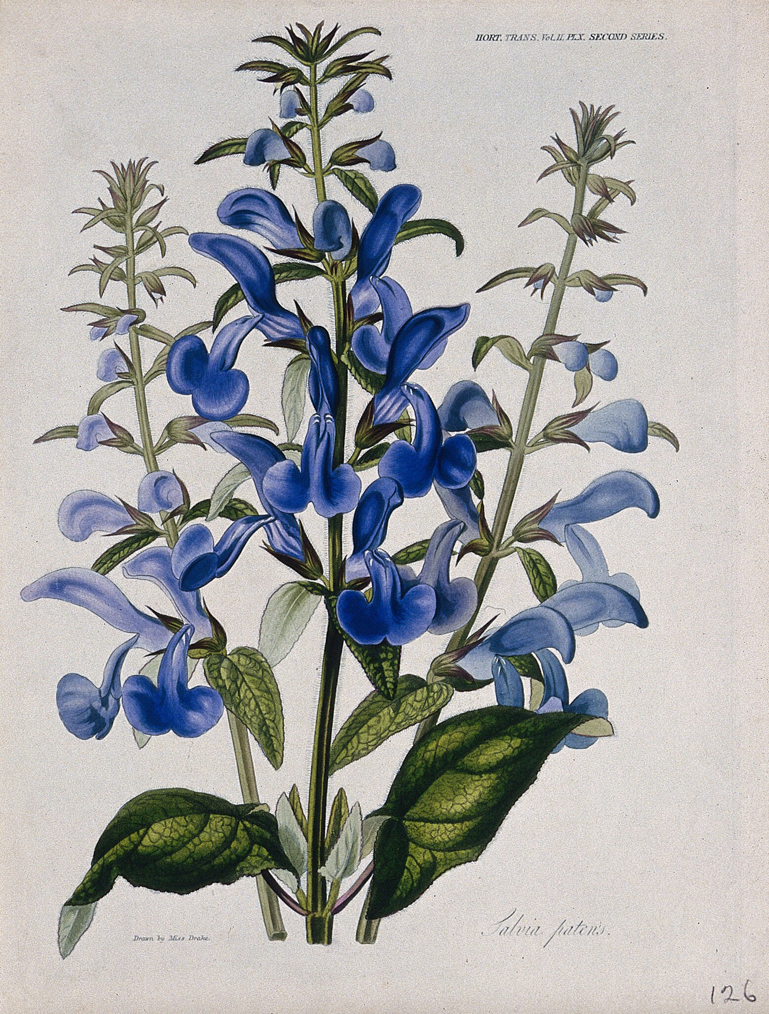 Salvia patens hotsell