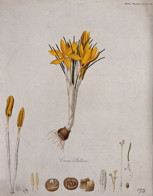 view A crocus (Crocus stellaris): entire flowering plant and its anatomical segments. Coloured etching, c. 1812.