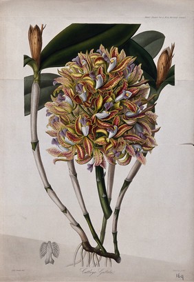 An orchid (Cattleya guttata): flowers, leafy stem and petal. Coloured etching by G. Barclay, c. 1842, after Miss Drake.