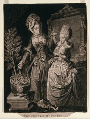 view Two ladies indoors contemplate a house plant which is loosing its foliage. Mezzotint.