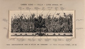 view A border of plants from a Roman garden in the 1st century A.D., with the main plants labelled. Photograph.