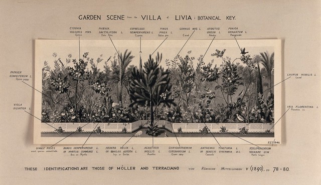 A border of plants from a Roman garden in the 1st century A.D., with the main plants labelled. Photograph.