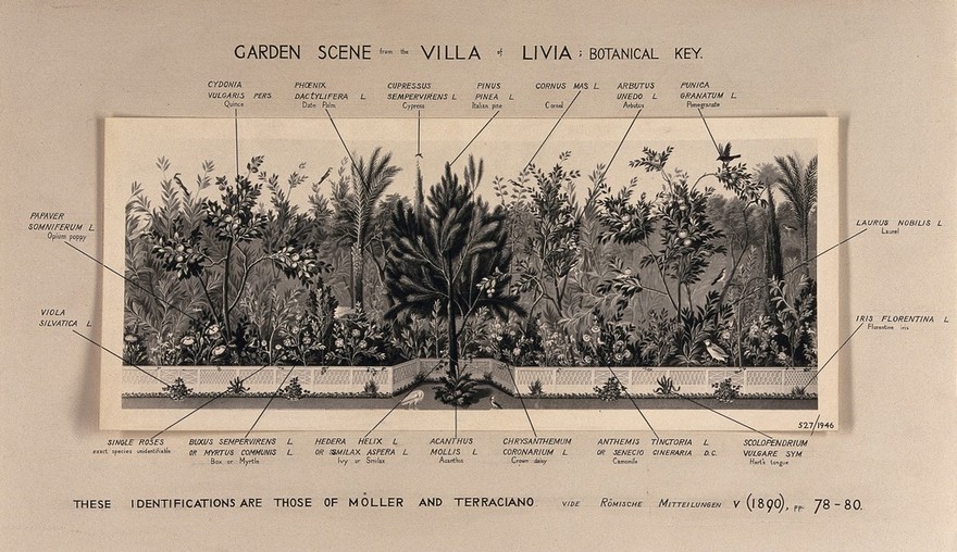 A border of plants from a Roman garden in the 1st century A.D., with the main plants labelled. Photograph.